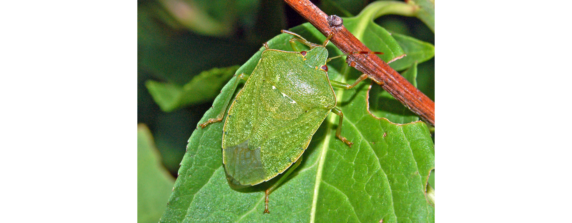 Növényvédelmi teendők –  2019. május 9-15.